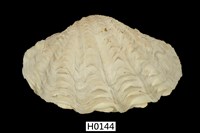 藏品(長硨磲蛤)的圖片